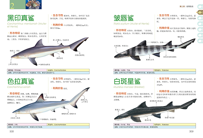 297 日本须鲨 298 黑印真鲨 298 色拉真鲨 299 皱唇鲨 299 白斑星鲨