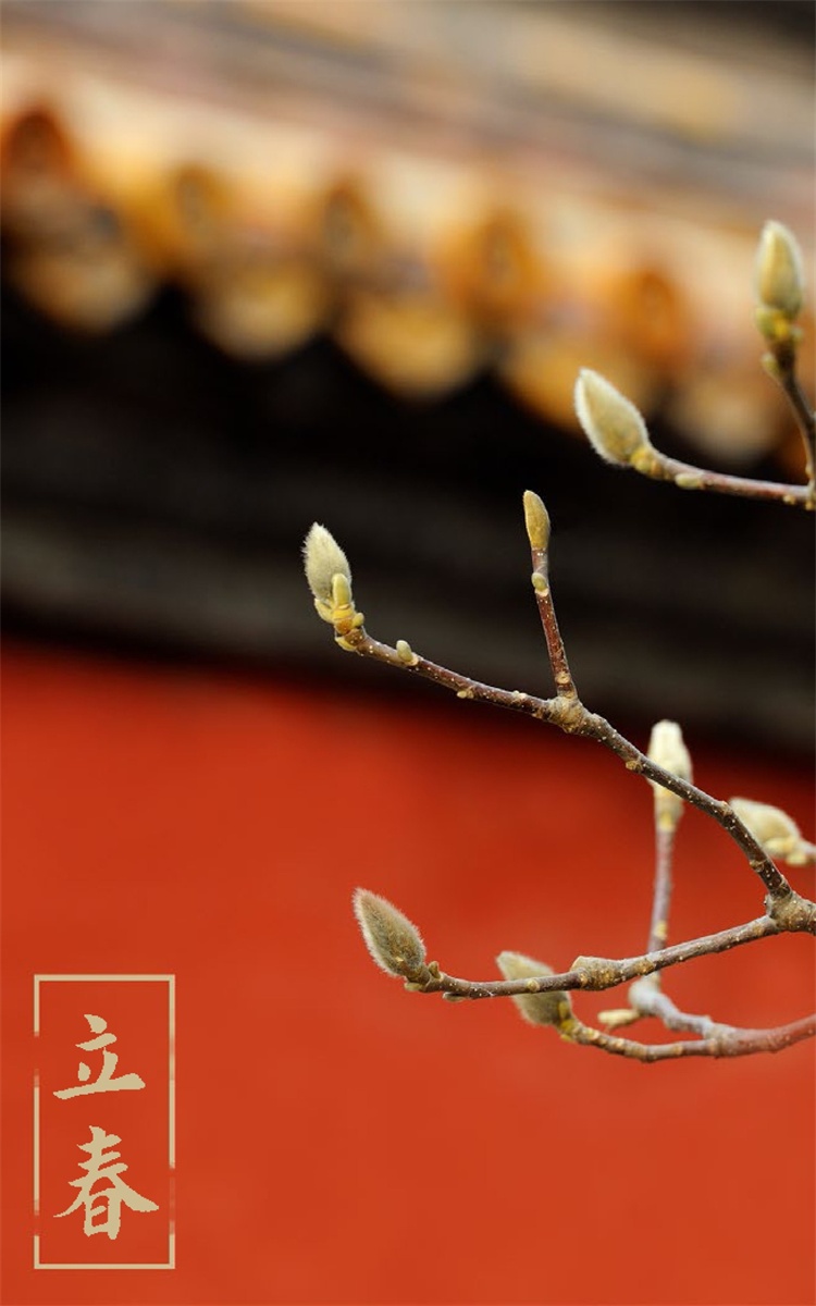 故宫博物院摄影师王琎,用镜头记录紫禁城物候变化的点点滴滴,在二