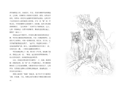 中外动物小说精品(第三辑全4册)动物小说大王《狼王梦》的作者沈石溪