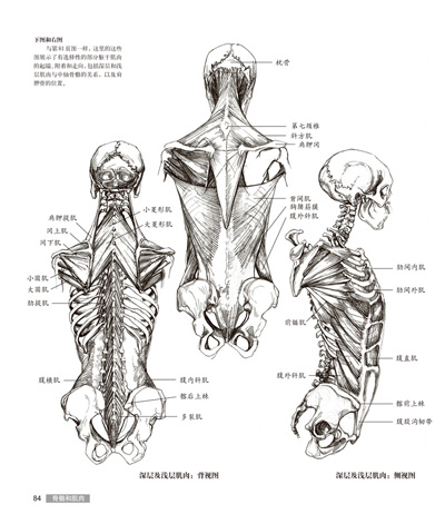 艺用人体解剖
