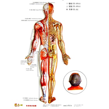 背部疼痛位置对应参考图 22815763-1_w_1.jpg