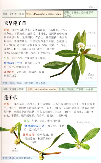valerianaceae 败酱 白花败酱 马鞭草科 verbenaceae 大青 尖齿臭茉莉